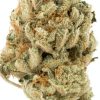 Cinderella 99 Flower