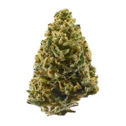 Northern Lights Flower
