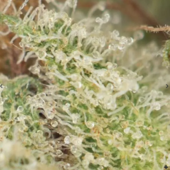 Bruce Banner