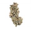 Purple Punch Flower
