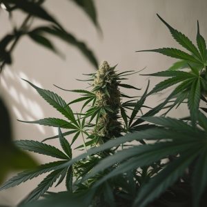 Distillate Direct vs. Vancity Labs - Superior Distillates in Canada."
