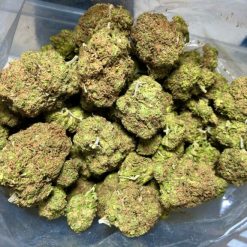 White Cheese Flower