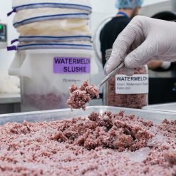 Watermelon Slushie material being processed in an extraction lab